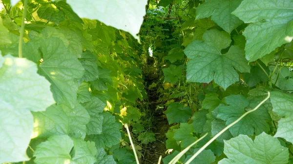 Luffa acutangula vegetal en tierras de cultivo —  Fotos de Stock