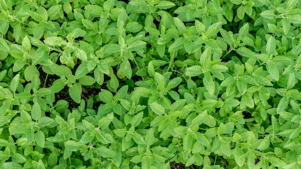 Top view, Thai basil in garden for background — Stock Photo, Image