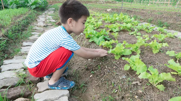 Asiático chico en vegetal jardín — Foto de Stock