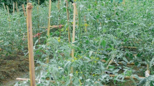 Árbol de tomate en el jardín — Foto de Stock