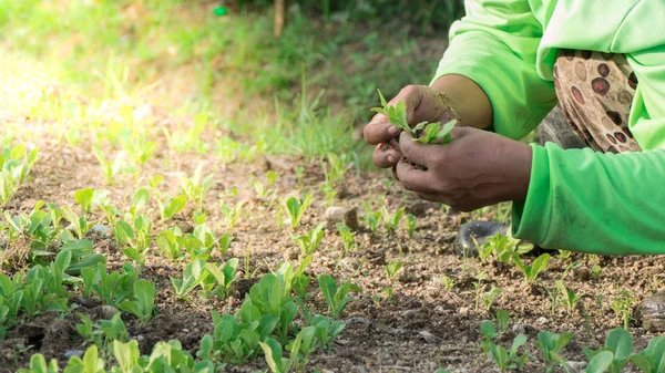 Jardinero manos preparando tierra para plántulas en groun Imagen De Stock