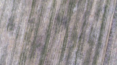 Aerail genç Ovucu Ağaç ekimi