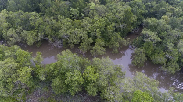 Aerial mangrove forest and canal