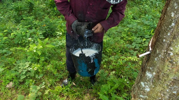 Un trabajador recoge látex natural de un árbol de goma en una t de goma —  Fotos de Stock