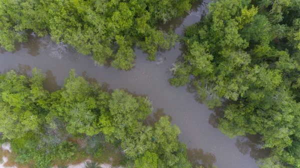 Hava nehir ve mangrov ormanının — Stok fotoğraf