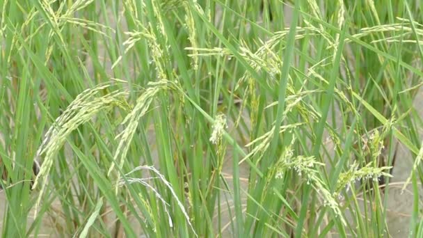 Images 4K, Oreilles de riz balançant dans le vent  