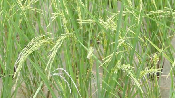 Imágenes Orejas Arroz Balanceándose Viento — Vídeos de Stock