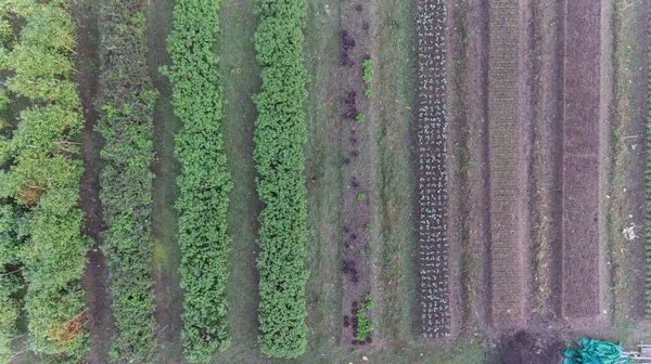 Organice Vetgetable Çiftliği Nin Havadan Görünümü — Stok fotoğraf