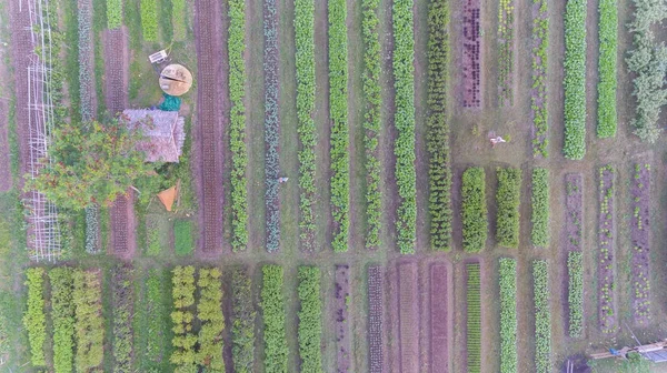 Luftaufnahme Von Organice Vetgetable Bauernhof — Stockfoto