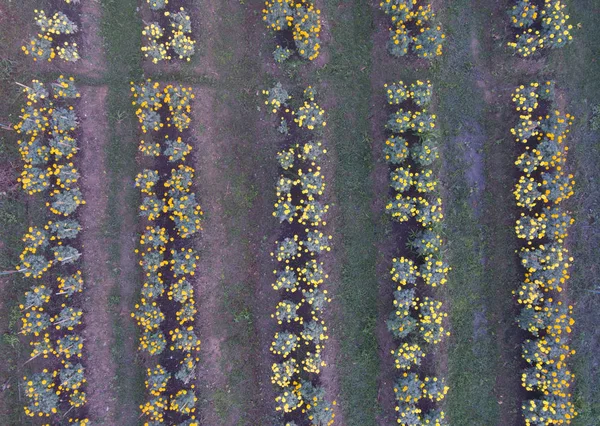 Aerial View Marigold Garden — Stock Photo, Image