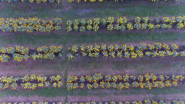 Kadife Çiçeği Bahçe Havadan Görünümü — Stok fotoğraf