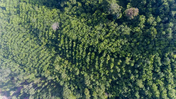 Selva tropical aérea en el sur de Tailandia — Foto de Stock