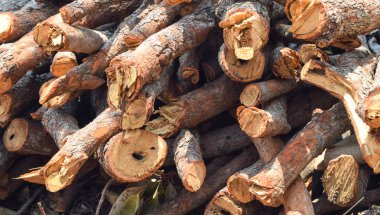 Yakacak odun yığını. Kış için yakacak odun hazırlanması. Arka plan