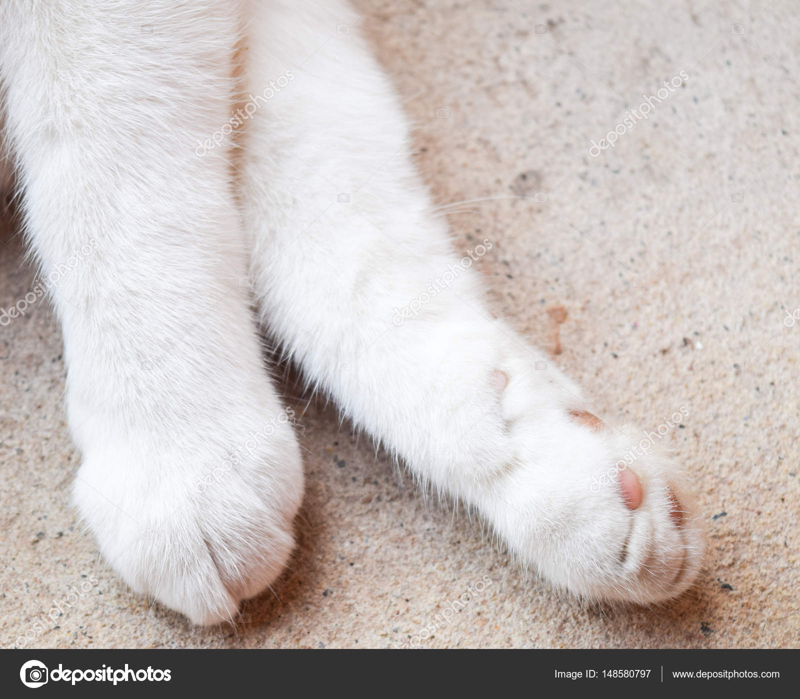 Closeup white cat paws on ground texture Stock Photo by