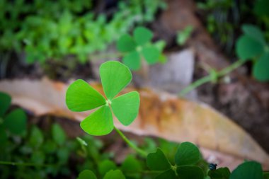 marsilea crenata yeşil yaprak