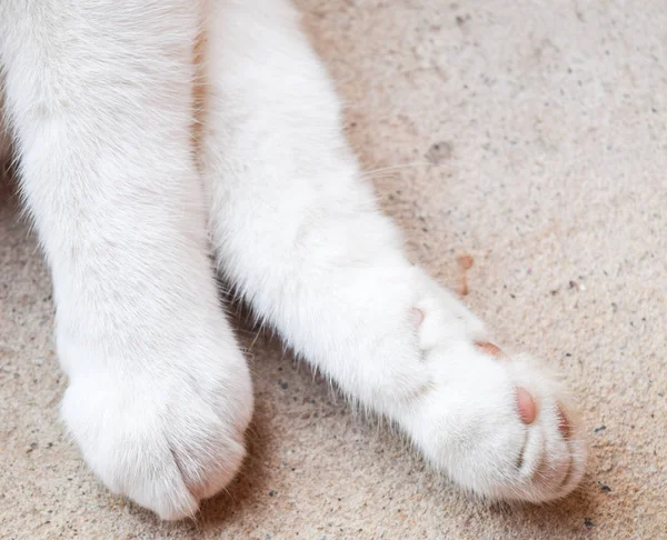 Closeup white cat paws on ground texture — Stock Photo, Image