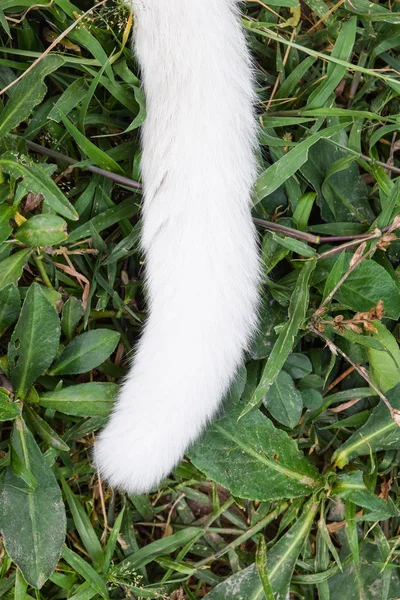 푸른 잔디에 백색 고양이 꼬리 — 스톡 사진