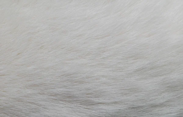 Closeup texture of white cat fur — Stock Photo, Image