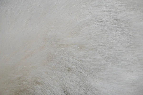 Closeup texture of white cat fur — Stock Photo, Image