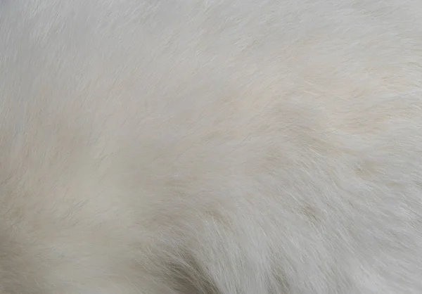 Closeup texture of white cat fur — Stock Photo, Image