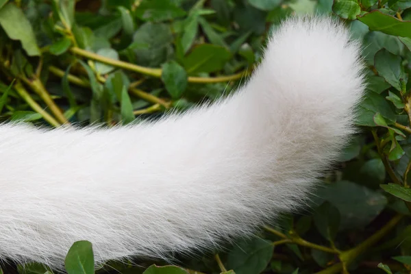 Fehér macska farkát a fű — Stock Fotó