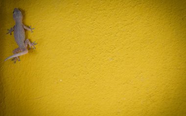 Ev küçük kertenkele - gecko doku için sarı zemin üzerine