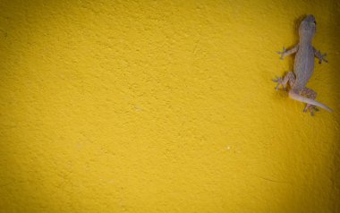 Ev küçük kertenkele - gecko doku için sarı zemin üzerine