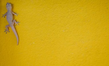 Ev küçük kertenkele - gecko doku için sarı zemin üzerine