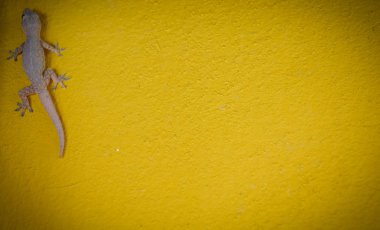 Ev küçük kertenkele - gecko doku için sarı zemin üzerine