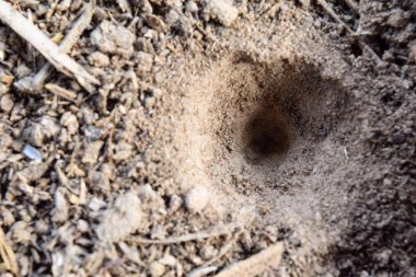 Kum Neuroptera böcek tuzakları