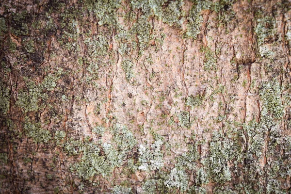 Background texture of tree bark.tree bark background — Stock Photo, Image
