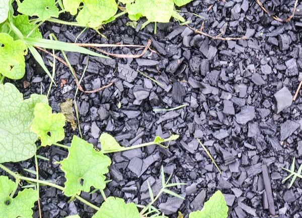 Węgiel drzewny tło z zielonych liści — Zdjęcie stockowe
