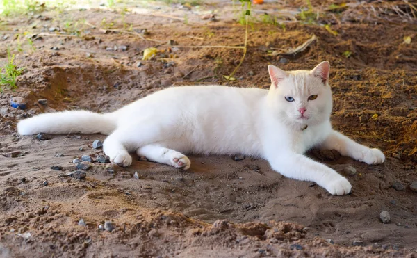 Као manee кот, тайский белый кот с двумя цветами глаз — стоковое фото