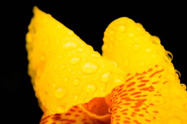 Koyu arka plan üzerinde sarı çiçek üzerinde su damlaları