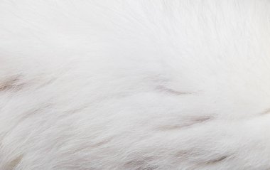 Closeup doku beyaz kedi kürk arka plan