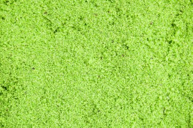 Wolffia globosa ya da taze su Alga, su yemek, bataklık algler, yeşil arka plan