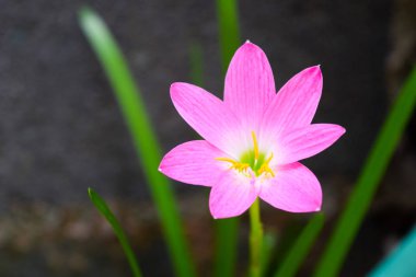 Bahçedeki güzel pembe çiçekler