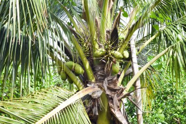 tatlı tatlı Hindistan cevizi ağacı arka plan