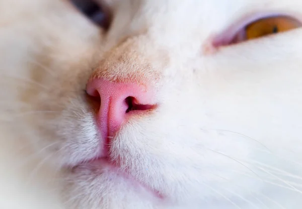 Close up white cat nose — Stock Photo, Image