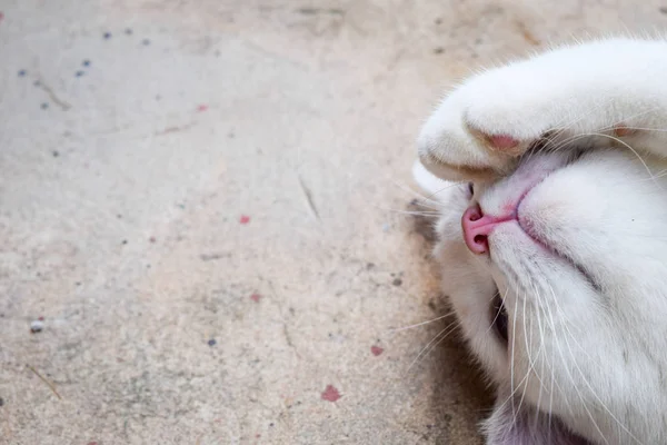 Gato branco com espaço para textura — Fotografia de Stock