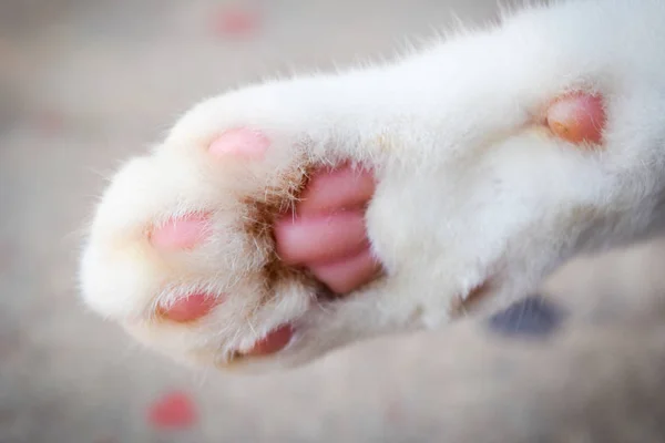 Close up white cat paw on white background — Stock Photo, Image