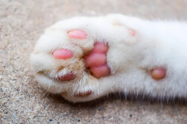 Close up white cat paw on white background — Stock Photo, Image