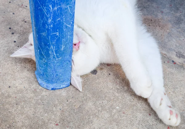 Άσπρη γάτα να χαλαρώσετε στο σπίτι — Φωτογραφία Αρχείου