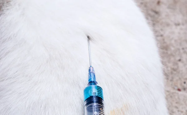 Домашние животные и инъекционный шприц с вакциной — стоковое фото