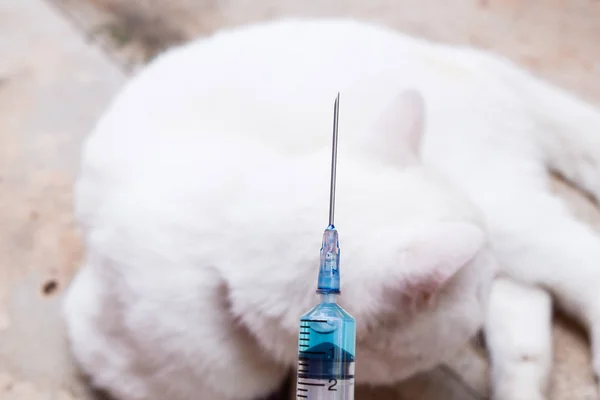 Белый кот и инъекционный шприц с вакциной — стоковое фото