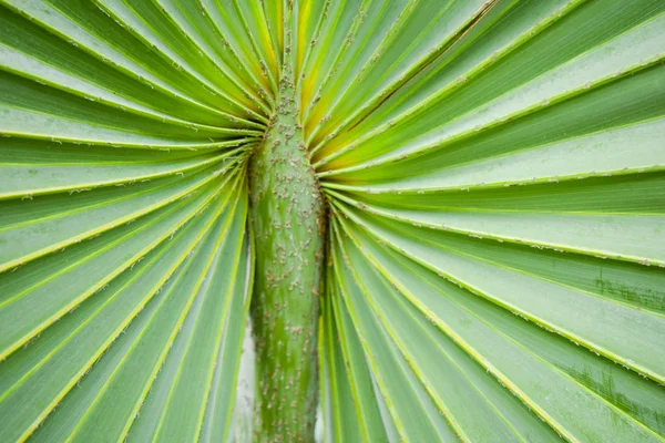 Image abstraite des feuilles de palmier vert dans la nature — Photo