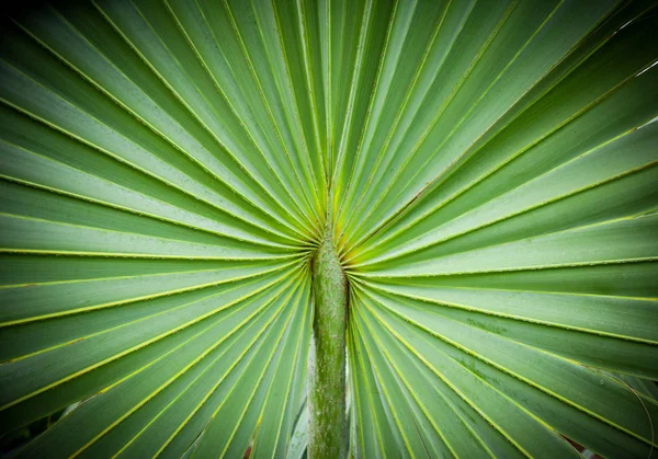 Imagen abstracta de hojas de palma verde en la naturaleza — Foto de Stock