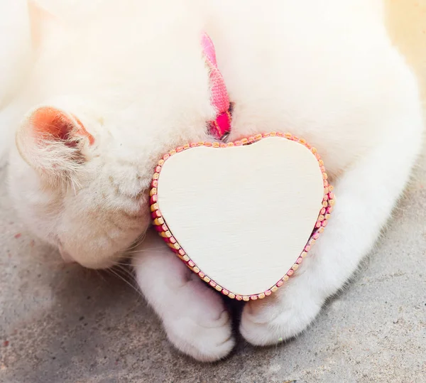 shy white cat with heart box,love cats concept