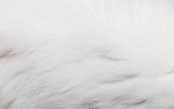 Closeup texture of white cat fur background — Stock Photo, Image