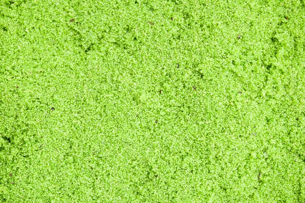 Wolffia globosa ya da taze su Alga, su yemek, bataklık algler, yeşil arka plan